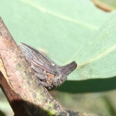 Ceraon sp. (genus) (2-horned tree hopper) at Emu Creek - 7 Mar 2024 by JohnGiacon