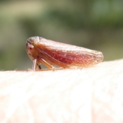 Katipo rubrivenosa (A leafhopper) at Emu Creek - 7 Mar 2024 by JohnGiacon