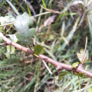 Crataegus monogyna at Mount Majura (MMS) - 7 Mar 2024