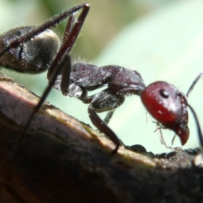 Camponotus suffusus (Golden-tailed sugar ant) at Emu Creek - 7 Mar 2024 by JohnGiacon