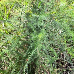 Asparagus officinalis (Asparagus) at Mount Majura - 6 Mar 2024 by abread111