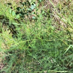 Asparagus officinalis at Mount Majura (MMS) - 7 Mar 2024