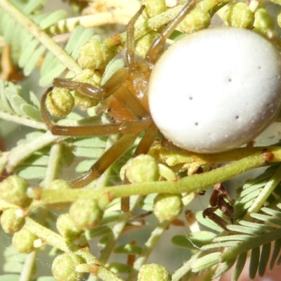 Thomisus spectabilis (Spectacular Crab Spider) at Flea Bog Flat to Emu Creek Corridor - 7 Mar 2024 by JohnGiacon