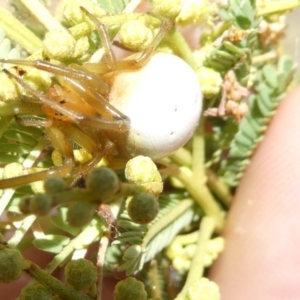 Thomisus spectabilis at Flea Bog Flat to Emu Creek Corridor - 7 Mar 2024