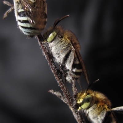 Amegilla (Zonamegilla) asserta (Blue Banded Bee) at Higgins, ACT - 3 Mar 2024 by pinnaCLE