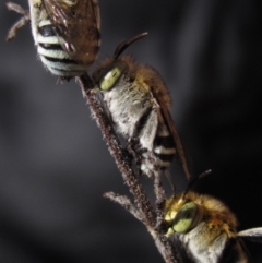 Amegilla (Zonamegilla) asserta (Blue Banded Bee) at Higgins, ACT - 3 Mar 2024 by pinnaCLE