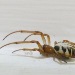 Phonognatha graeffei (Leaf Curling Spider) at Emu Creek Belconnen (ECB) - 7 Mar 2024 by JohnGiacon