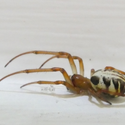 Phonognatha graeffei (Leaf Curling Spider) at Emu Creek Belconnen (ECB) - 7 Mar 2024 by JohnGiacon