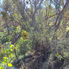 Bursaria spinosa subsp. lasiophylla (Australian Blackthorn) at Hackett, ACT - 6 Mar 2024 by abread111
