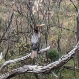 Phalacrocorax carbo at Mount Majura - 6 Mar 2024 01:58 PM