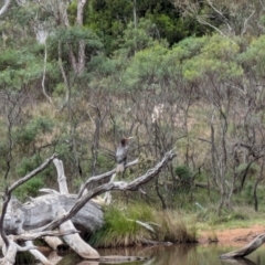 Phalacrocorax carbo at Mount Majura - 6 Mar 2024