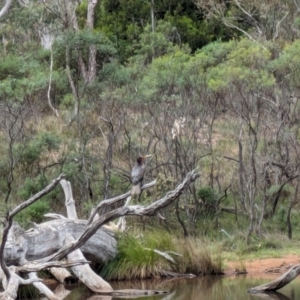 Phalacrocorax carbo at Mount Majura - 6 Mar 2024 01:58 PM