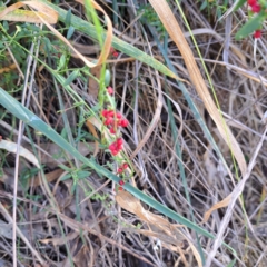 Einadia nutans (Climbing Saltbush) at Mount Majura (MMS) - 7 Mar 2024 by abread111