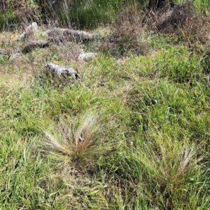 Nassella trichotoma at Mount Majura (MMS) - 7 Mar 2024