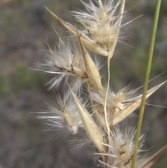 Rytidosperma laeve (Bare-backed Wallaby Grass) at Umbagong District Park - 27 Feb 2024 by pinnaCLE