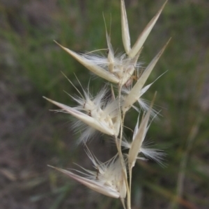 Rytidosperma laeve at Umbagong District Park - 27 Feb 2024