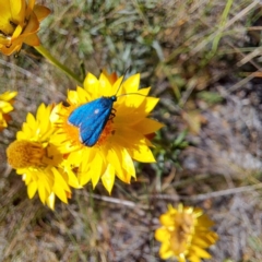 Pollanisus (genus) at Mount Majura (MMS) - 7 Mar 2024