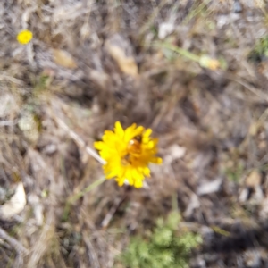 Apis mellifera at Mount Majura (MMS) - 7 Mar 2024 10:33 AM