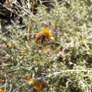 Chrysopilus sp. (genus) at Mount Majura (MMS) - 7 Mar 2024 10:19 AM