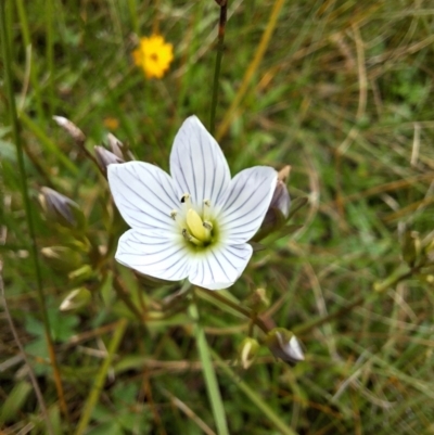 Gentianella cunninghamii subsp. cunninghamii (Cunningham's Snow Gentian) at South East Forest National Park - 6 Mar 2024 by forest17178