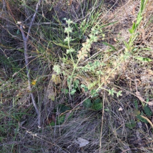 Salvia verbenaca var. verbenaca at Mount Majura - 7 Mar 2024 10:17 AM