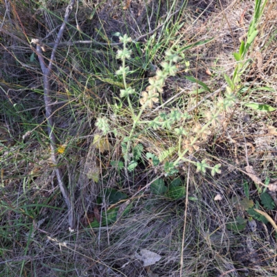 Salvia verbenaca var. verbenaca (Wild Sage) at Mount Majura - 6 Mar 2024 by abread111