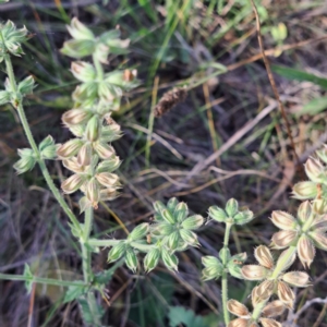 Salvia verbenaca var. verbenaca at Mount Majura - 7 Mar 2024 10:17 AM