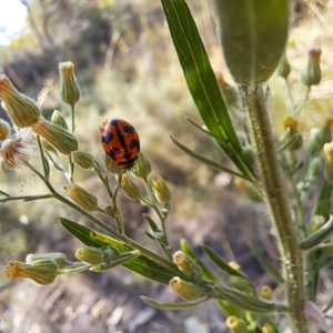 Coccinella transversalis at Mount Majura (MMS) - 7 Mar 2024