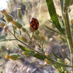 Coccinella transversalis at Mount Majura (MMS) - 7 Mar 2024