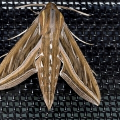 Hippotion celerio (Vine Hawk Moth) at Higgins, ACT - 6 Mar 2024 by AlisonMilton