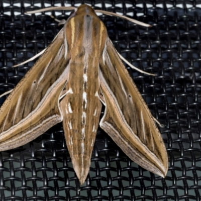 Hippotion celerio (Vine Hawk Moth) at Higgins, ACT - 6 Mar 2024 by AlisonMilton