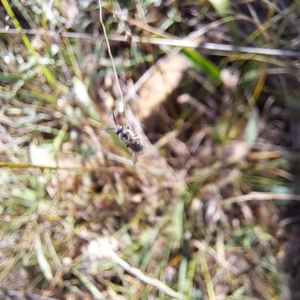 Lasioglossum (Chilalictus) sp. (genus & subgenus) at Mount Majura (MMS) - 7 Mar 2024