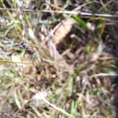 Lasioglossum (Chilalictus) sp. (genus & subgenus) at Mount Majura (MMS) - 7 Mar 2024 10:12 AM