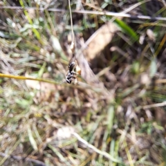 Lasioglossum (Chilalictus) sp. (genus & subgenus) at Mount Majura (MMS) - 7 Mar 2024 10:12 AM