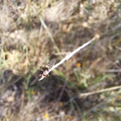 Syrphini sp. (tribe) at Mount Majura (MMS) - 7 Mar 2024