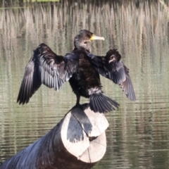 Phalacrocorax carbo (Great Cormorant) at Dickson Wetland - 6 Mar 2024 by AlisonMilton