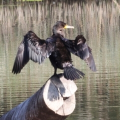 Phalacrocorax carbo (Great Cormorant) at Dickson Wetland Corridor - 6 Mar 2024 by AlisonMilton