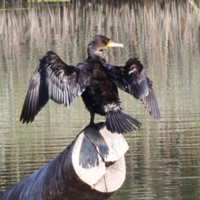 Phalacrocorax carbo (Great Cormorant) at Dickson Wetland Corridor - 6 Mar 2024 by AlisonMilton