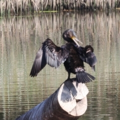 Phalacrocorax carbo at Dickson Wetland Corridor - 7 Mar 2024