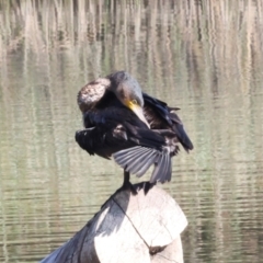 Phalacrocorax carbo at Dickson Wetland Corridor - 7 Mar 2024