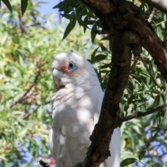 Cacatua sanguinea (Little Corella) at Dickson Wetland Corridor - 6 Mar 2024 by AlisonMilton