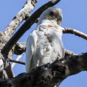 Cacatua sanguinea at Dickson Wetland Corridor - 7 Mar 2024 08:46 AM