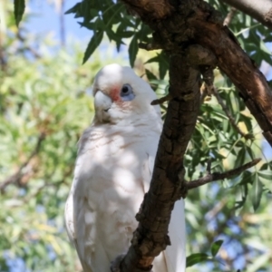 Cacatua sanguinea at Dickson Wetland Corridor - 7 Mar 2024 08:46 AM