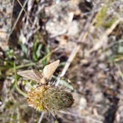 Scopula rubraria (Reddish Wave, Plantain Moth) at Mount Majura (MMS) - 7 Mar 2024 by abread111