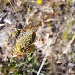 Scopula rubraria at Mount Majura (MMS) - 7 Mar 2024