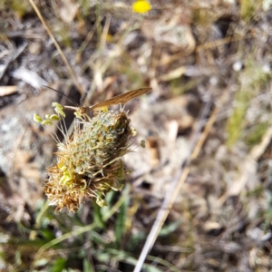 Scopula rubraria at Mount Majura (MMS) - 7 Mar 2024