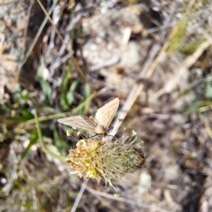 Scopula rubraria at Mount Majura (MMS) - 7 Mar 2024