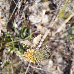 Scopula rubraria at Mount Majura (MMS) - 7 Mar 2024