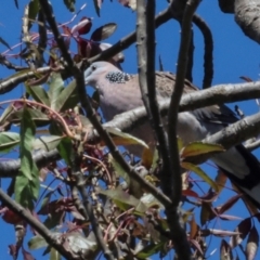 Spilopelia chinensis (Spotted Dove) at Dickson, ACT - 7 Mar 2024 by AlisonMilton