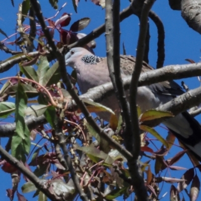 Spilopelia chinensis (Spotted Dove) at Dickson, ACT - 7 Mar 2024 by AlisonMilton